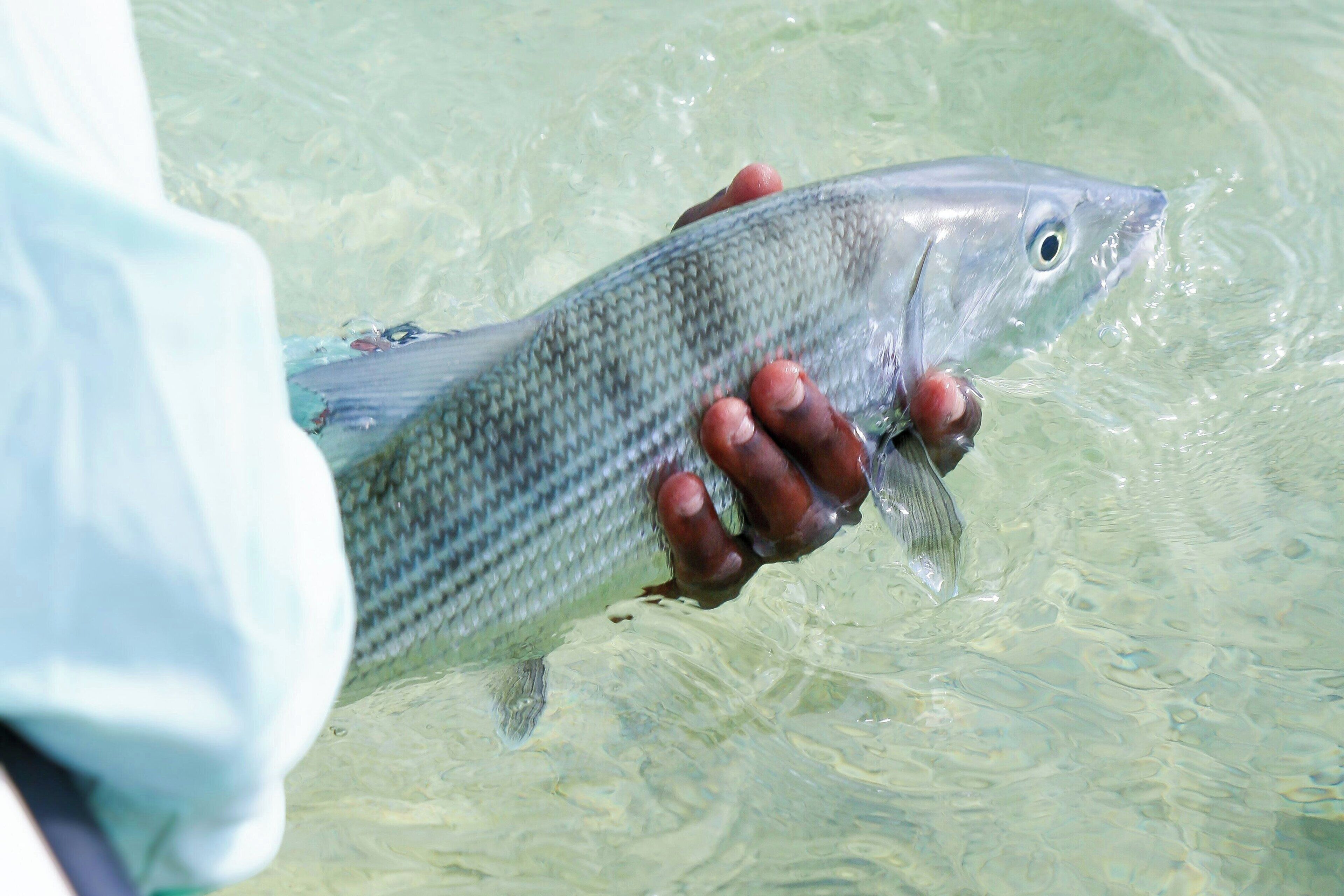 Eine Person hält einen Fisch in klarem Wasser.