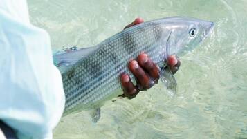 Eine Person hält einen Fisch in klarem Wasser.