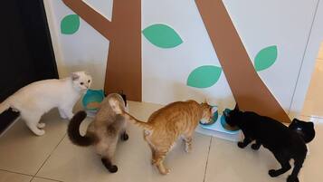 42-inch LCD TV with digital channels, TV, pay movies