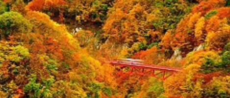 A forested area with a red bridge.