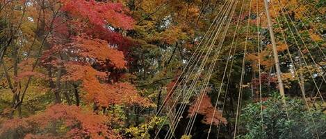 A traditional Japanese rope bridge over a stream, surrounded by autumn foliage.