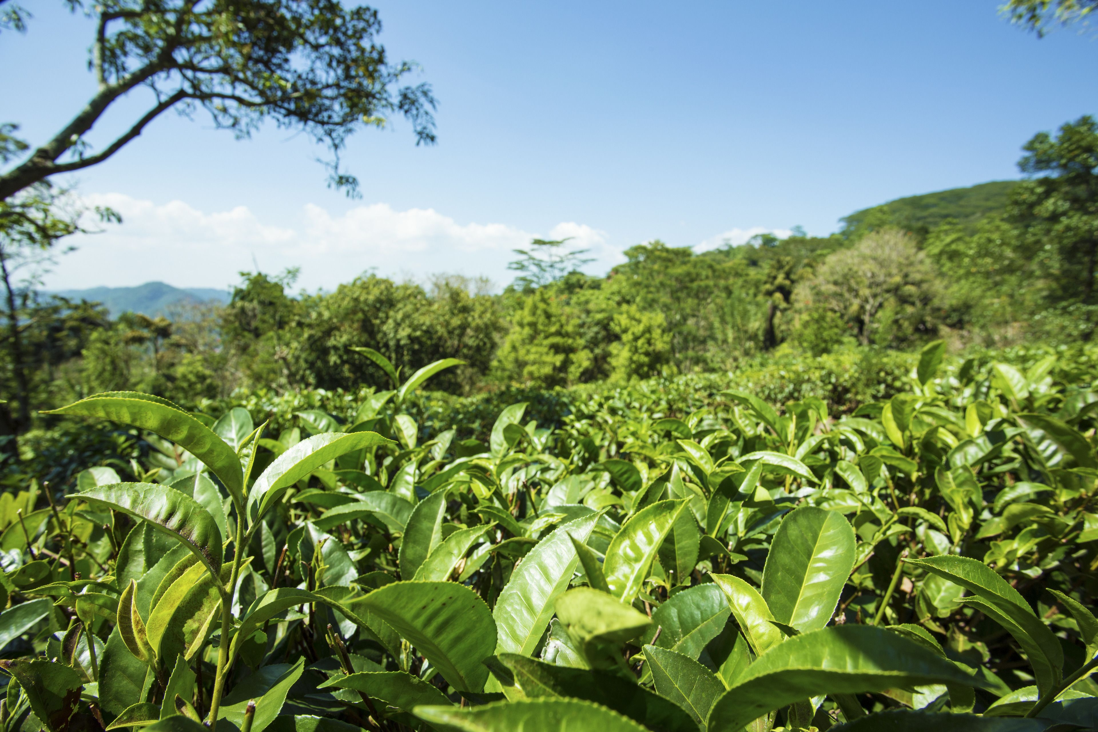 A lush tea plantation with dense green foliage and a clear blue sky.