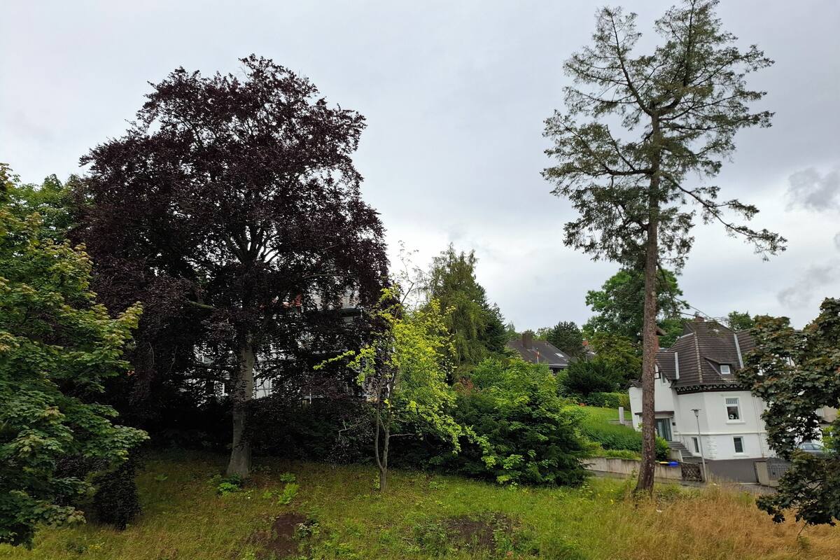 A residential area with a large tree, a smaller tree, and a white building with a sloped roof.