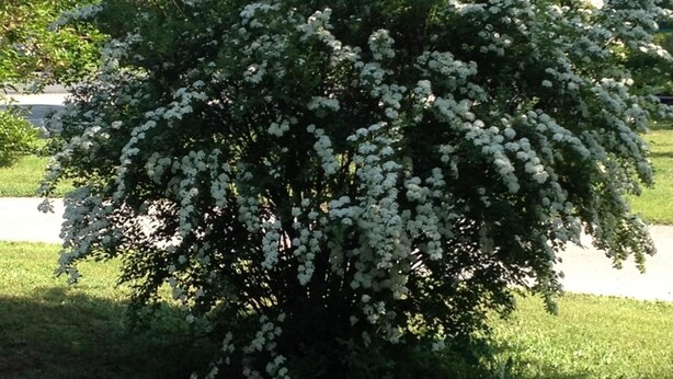 A large, dense flowering tree with white blossoms, surrounded by grass and other greenery. - McGregor Inn Motel (Gansevoort)