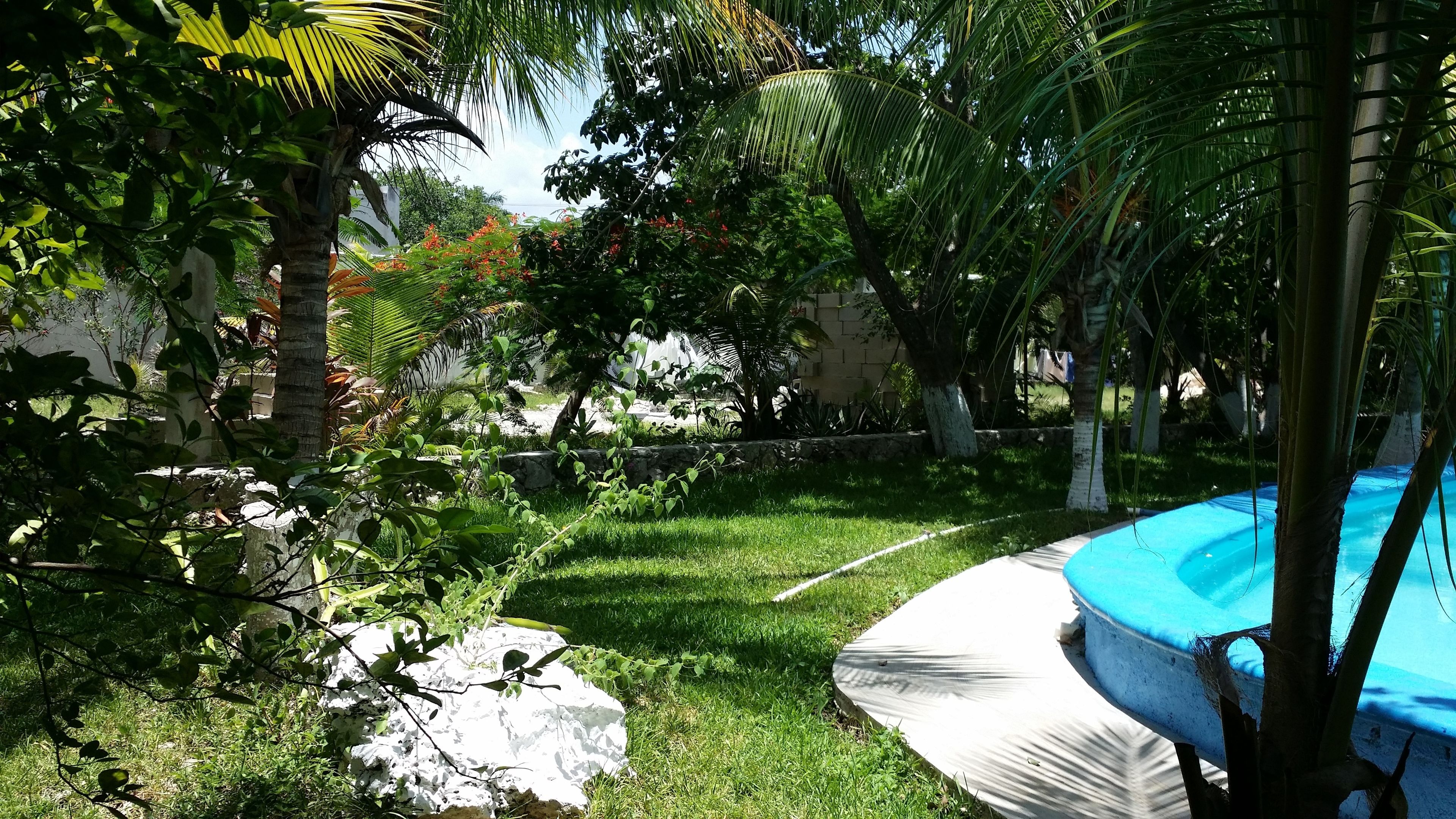A lush garden with a swimming pool, surrounded by various trees and plants.