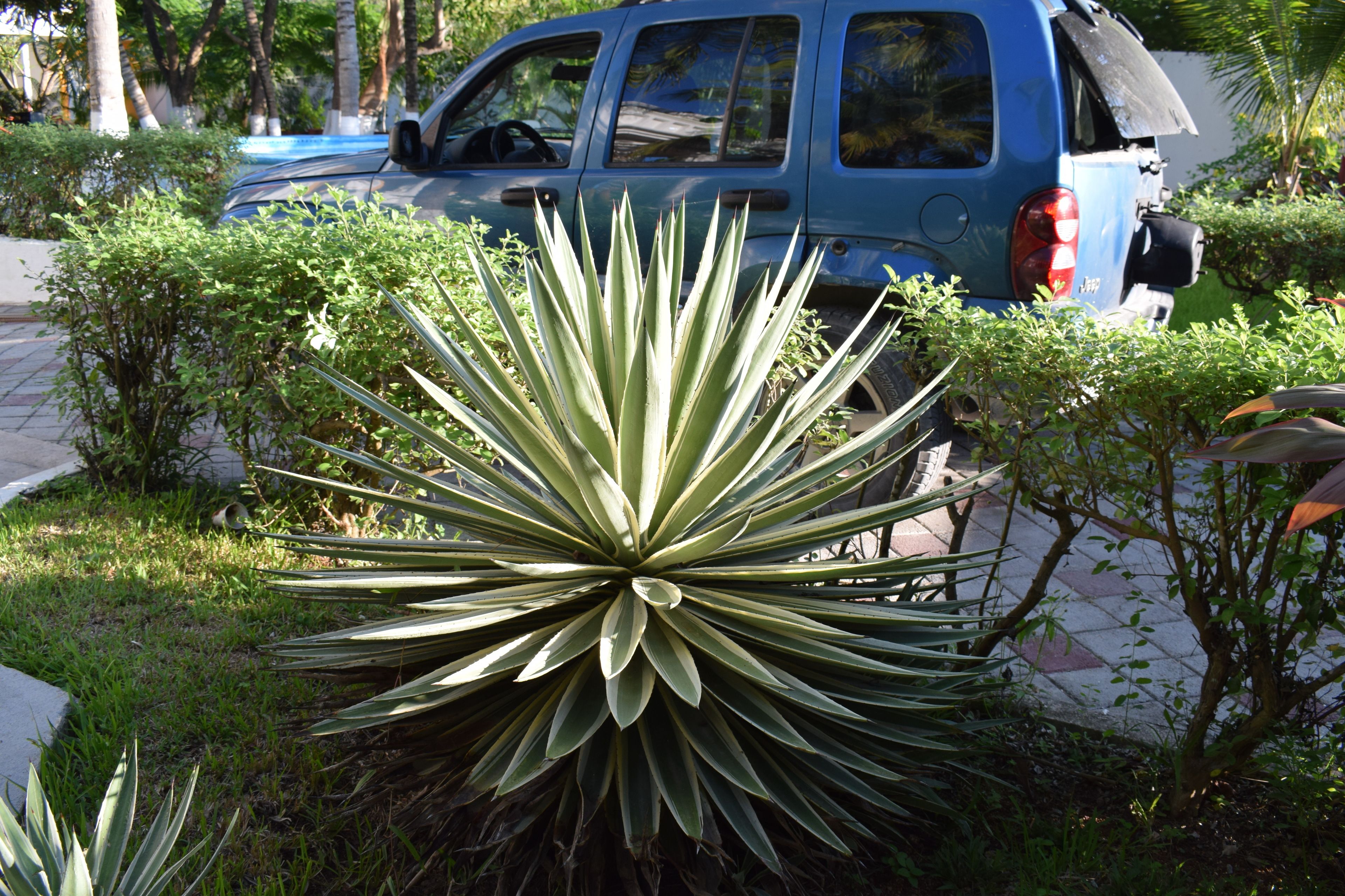 Foto - Mansion Giahn Bed & Breakfast