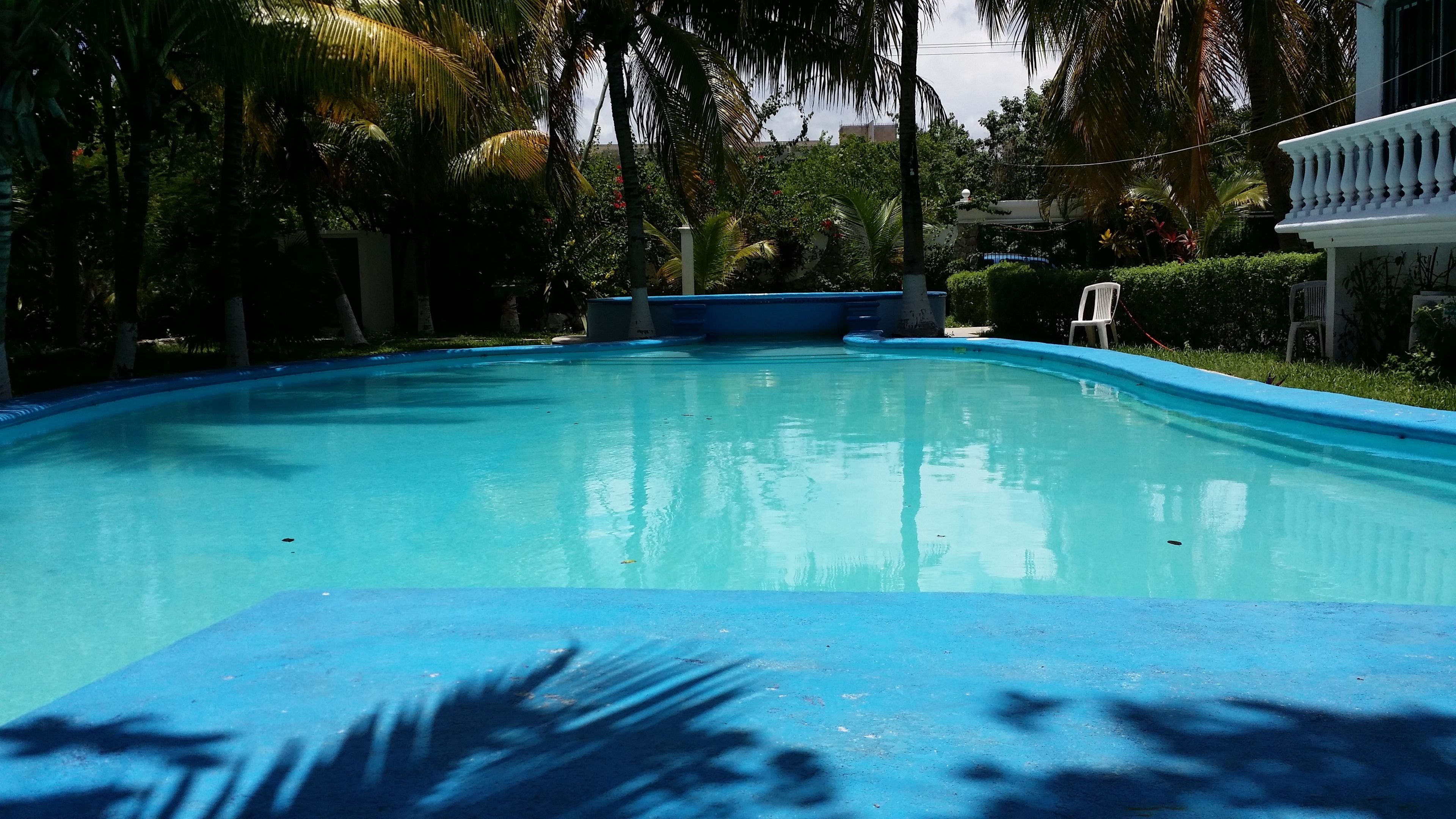 Zwembad met blauwe rand, omringd door palmbomen en groen.