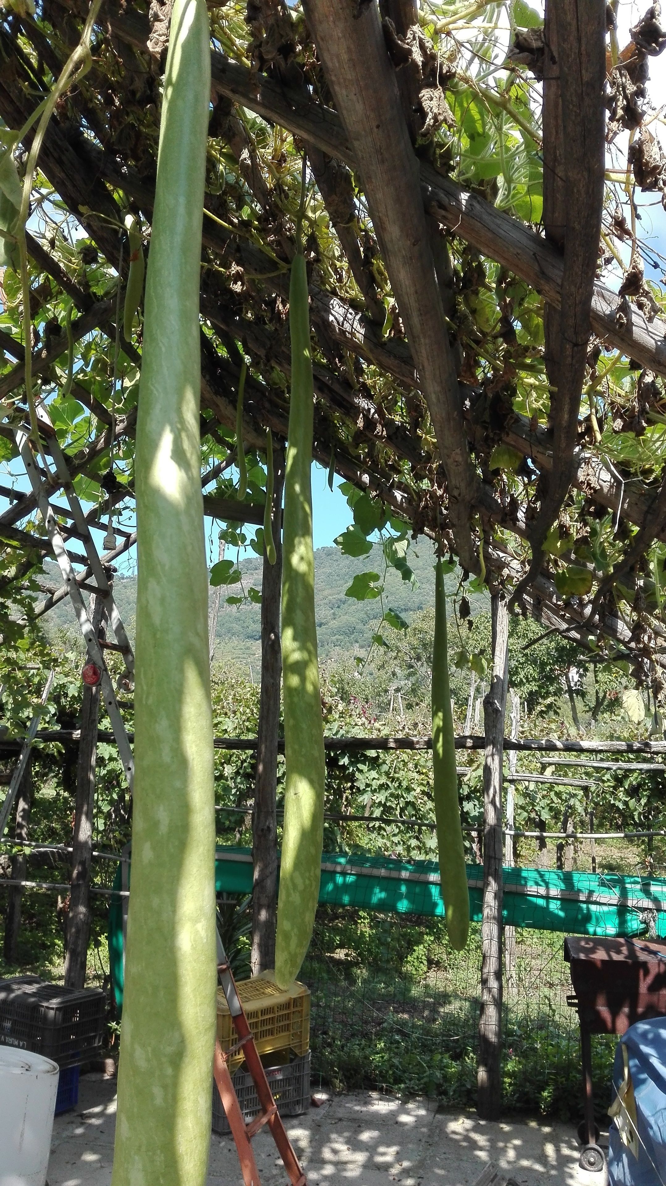Ein Garten mit grünen Pflanzen und einer Holzkonstruktion.