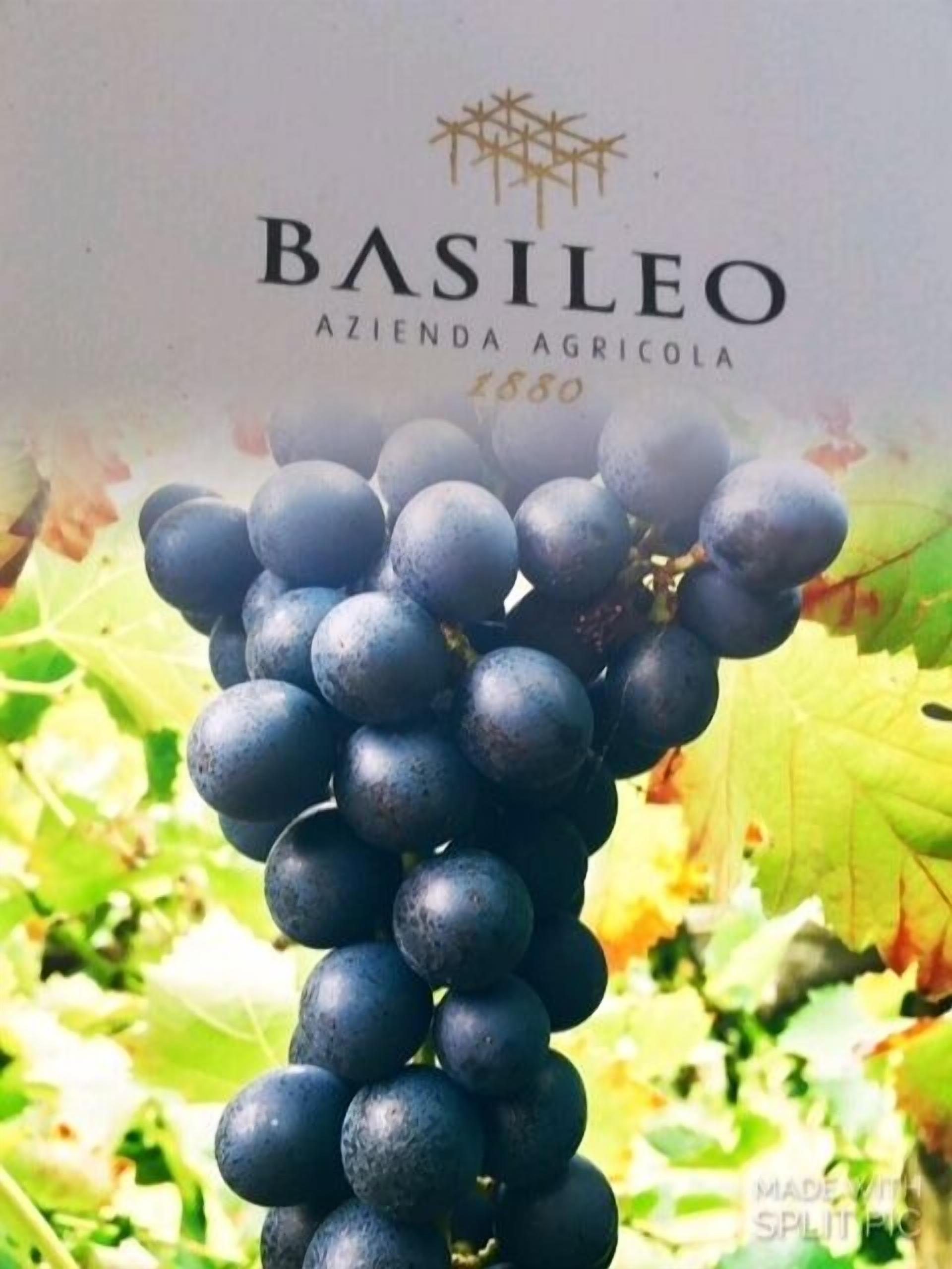 A bunch of dark purple grapes with a label that reads "BASILEO AZIENDA AGRICOLA 1880".