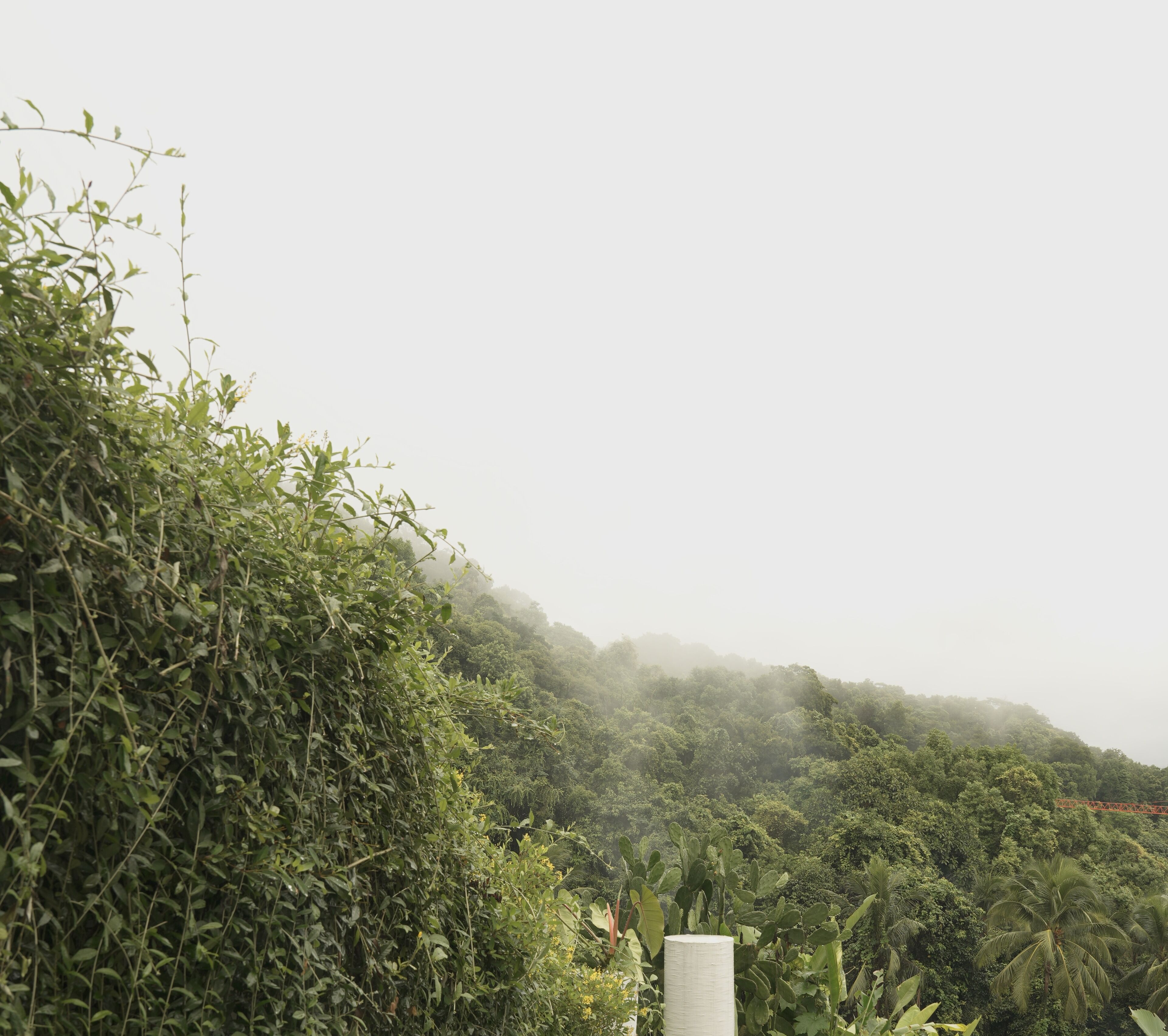 A lush, green landscape with dense vegetation and a misty atmosphere.