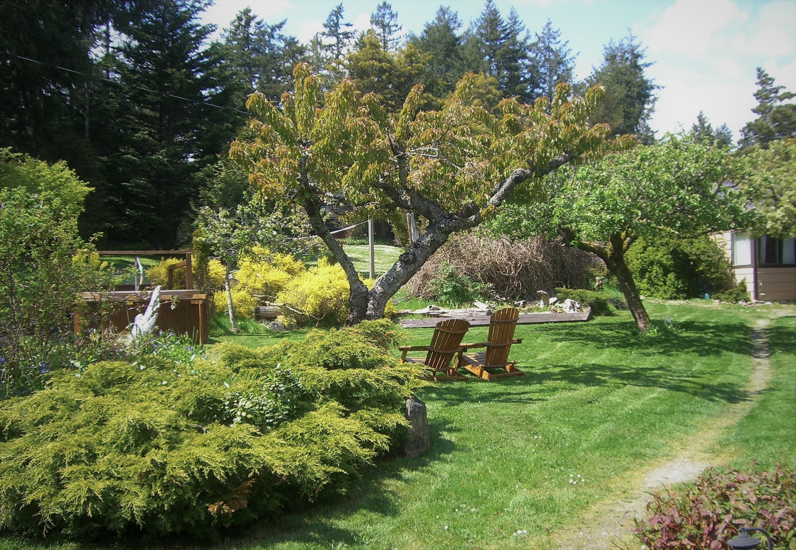A garden with a wooden deck, two Adirondack chairs, and a variety of shrubs and trees.