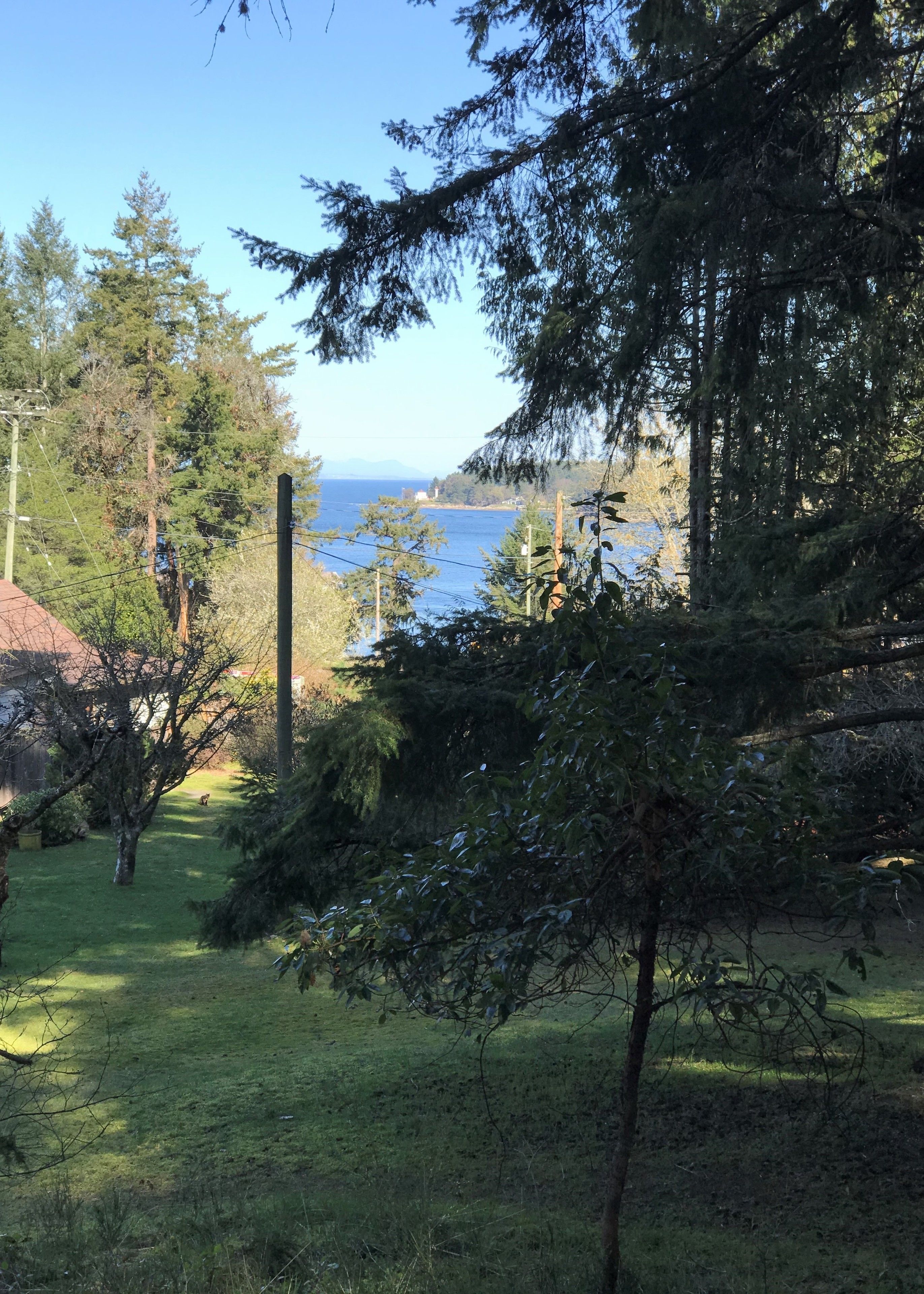 A grassy area with trees and a view of the sea.