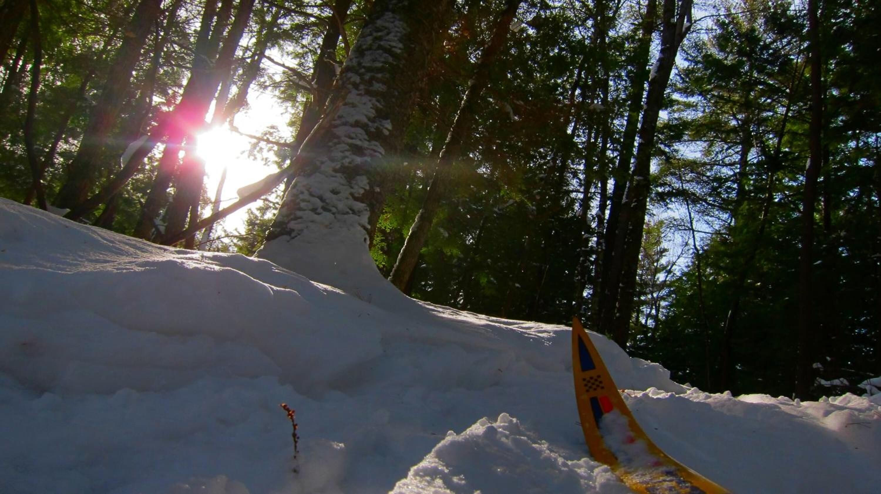 A snowy slope with a ski track and trees in the background.
