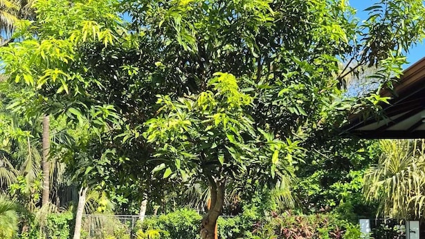 A well-maintained garden with a tree, a pool, and a clear blue sky. - Riverside Cabanas (Mirissa)