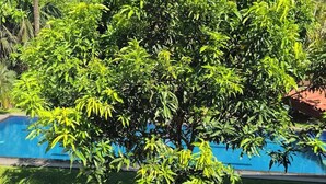 A tree in a well-maintained garden with a pool in the background. - Riverside Cabanas (Mirissa)