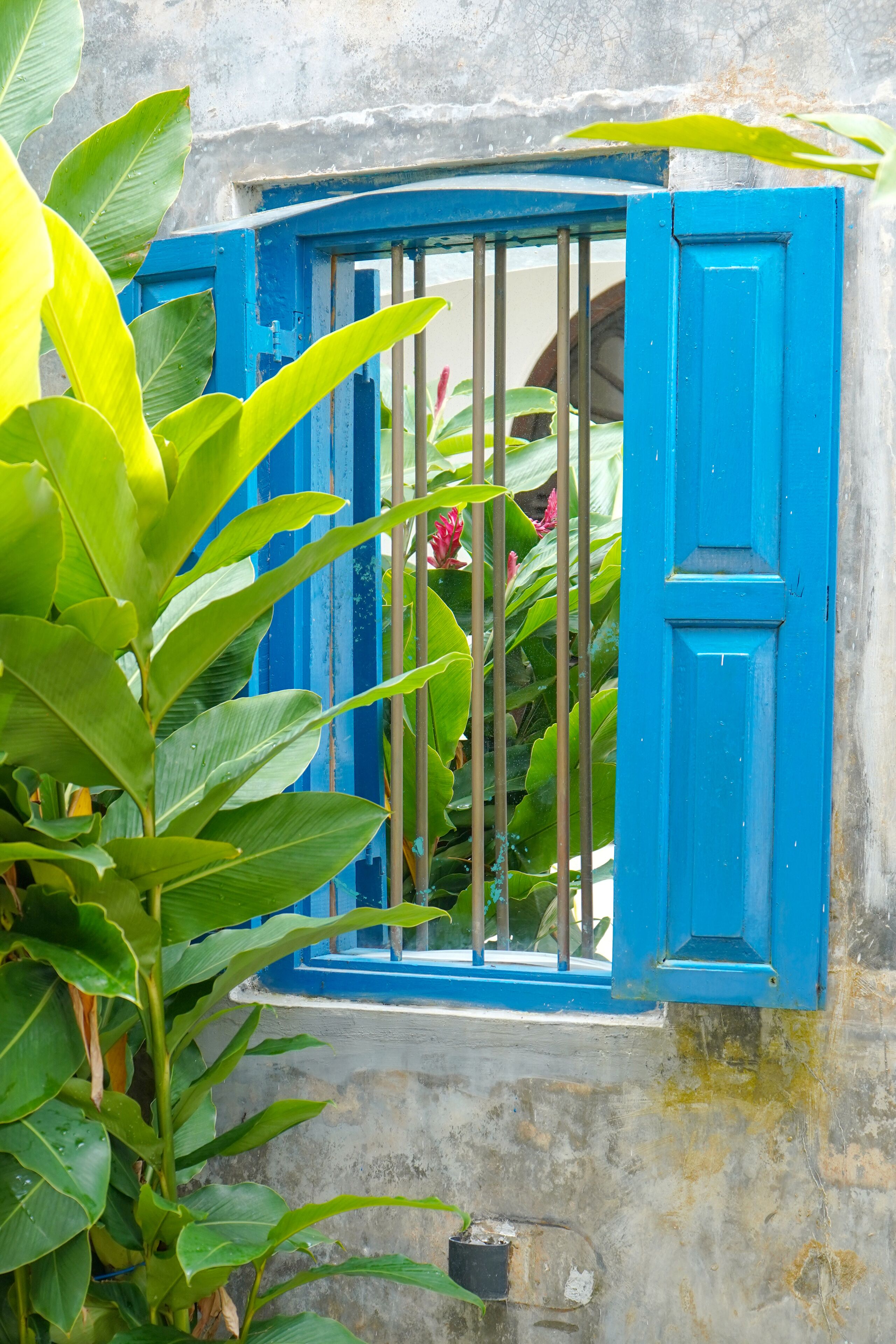A window with blue shutters, surrounded by green foliage.
