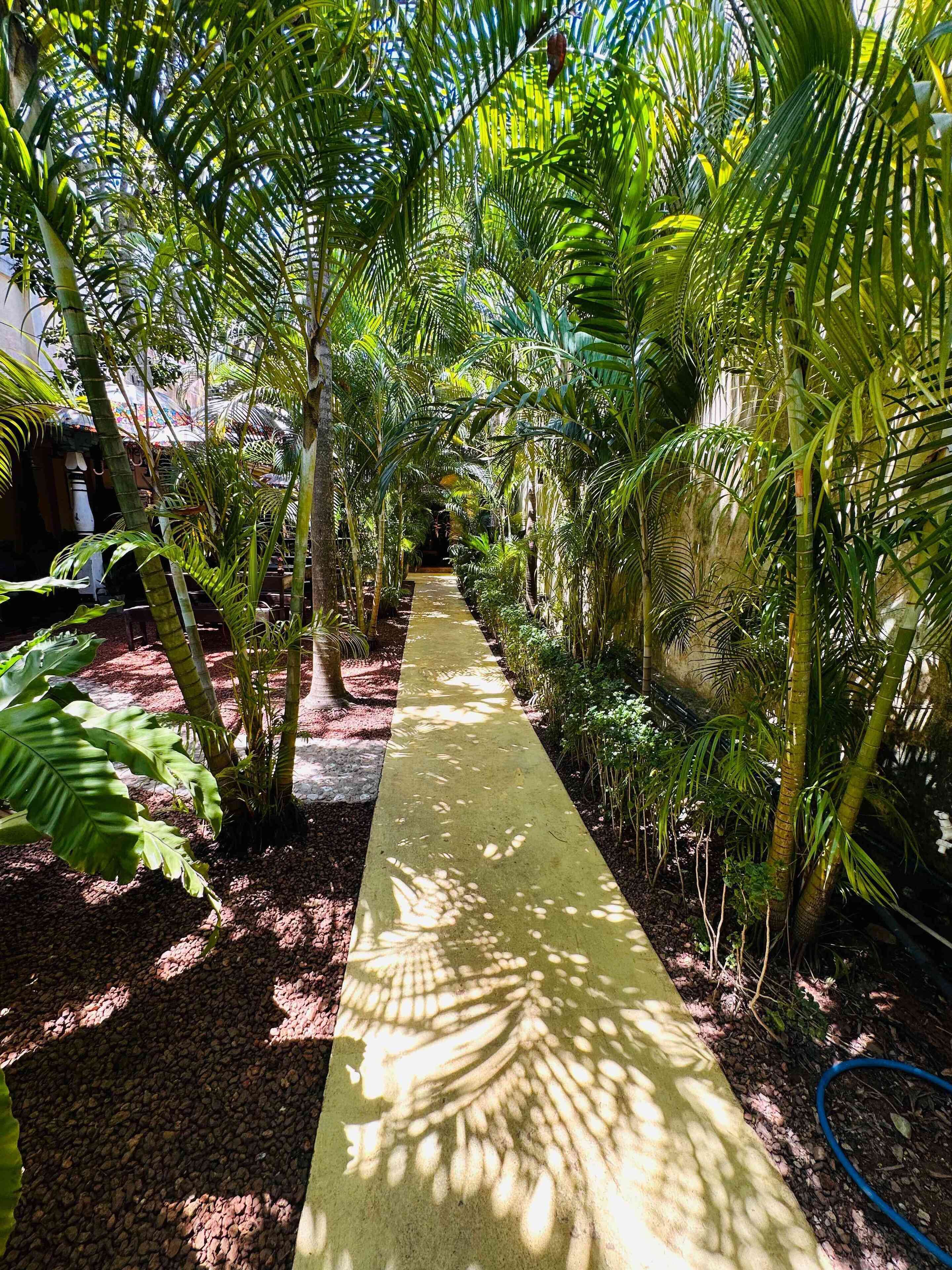 A pathway lined with tropical plants and trees, leading to a building entrance.
