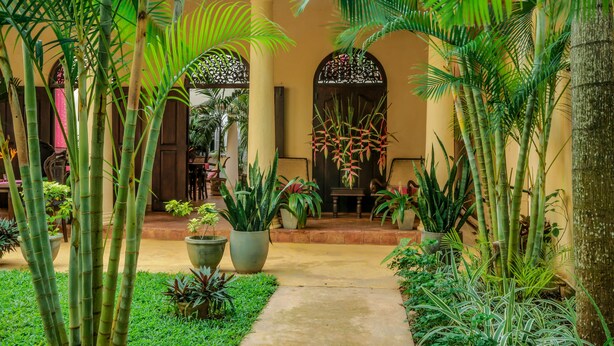 A courtyard with a central pathway, surrounded by potted plants and palm trees. - Mango House (Galle)