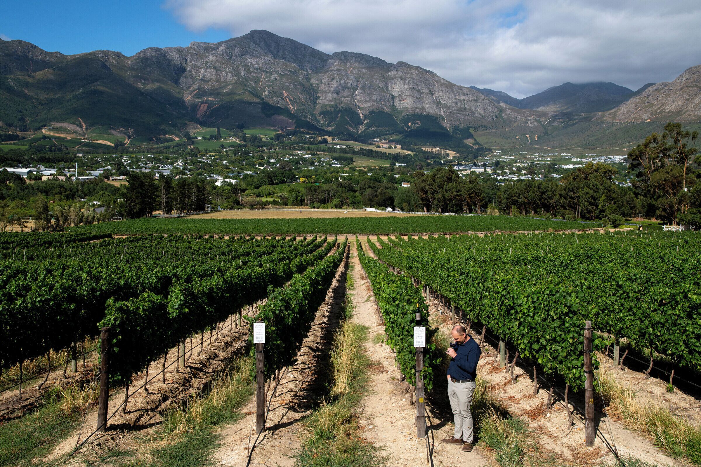 A vineyard with rows of grapevines and a person standing in the middle.