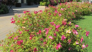A hotel with a row of balconies, a garden with pink flowers, and a clear blue sky.