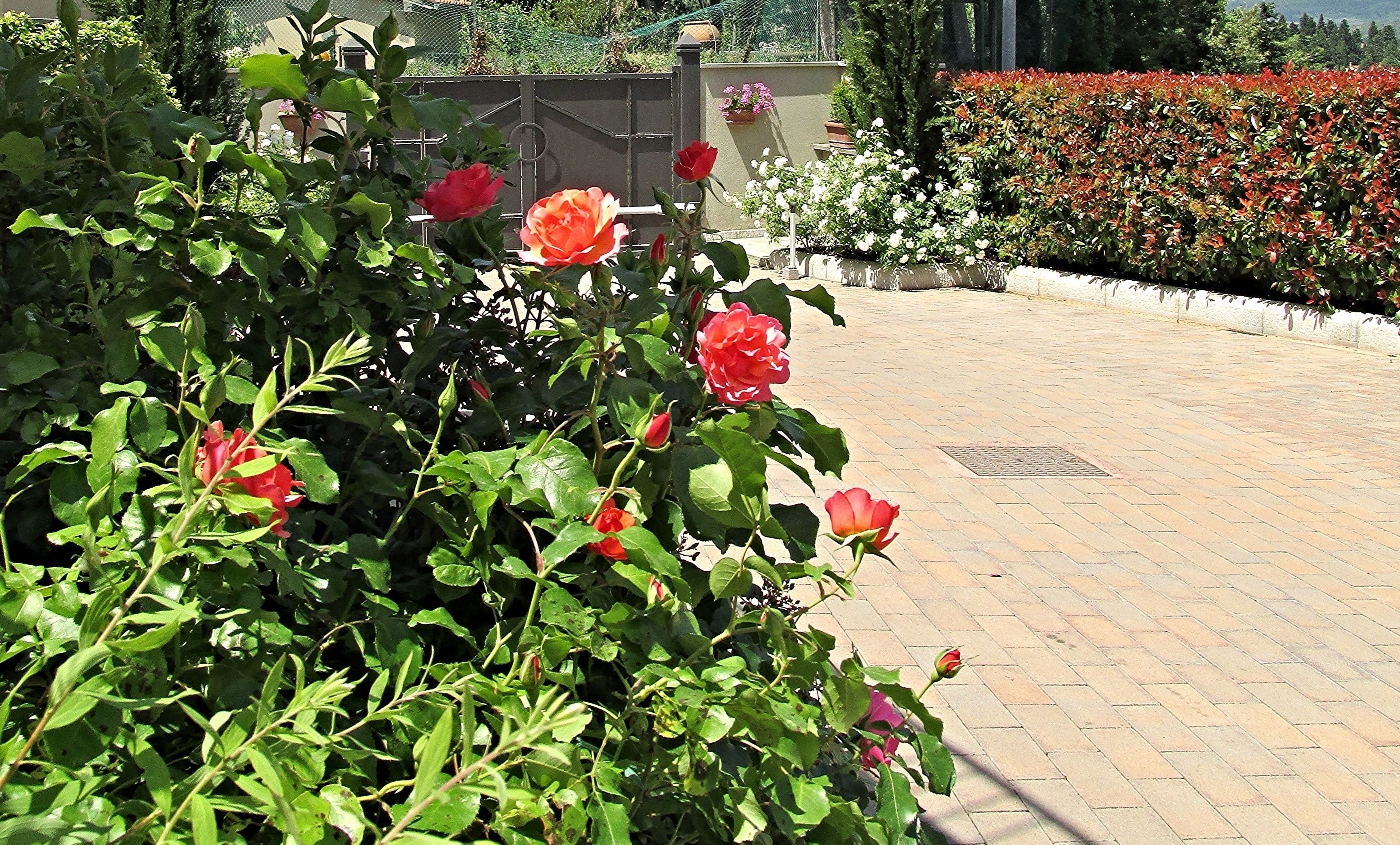 A garden with blooming roses and a paved walkway.