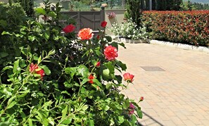A garden with blooming roses and a paved walkway.