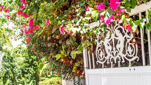 A white metal gate with intricate designs, surrounded by lush greenery and vibrant pink flowers. - Les chambres d'hotes de la Villa Cayol (Fort-de-France)