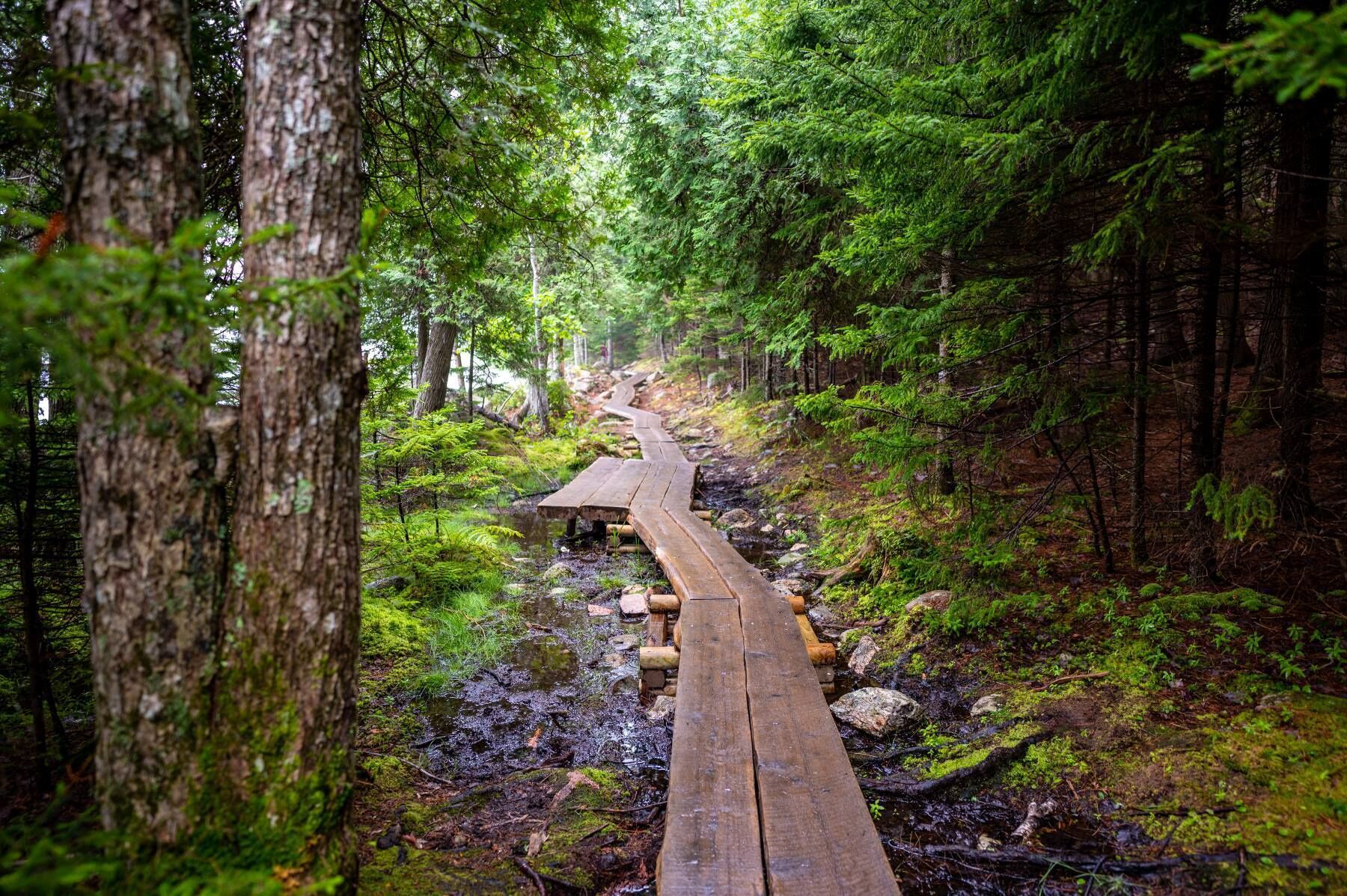 A wooden boardwalk through a forest with moss-covered rocks and trees.