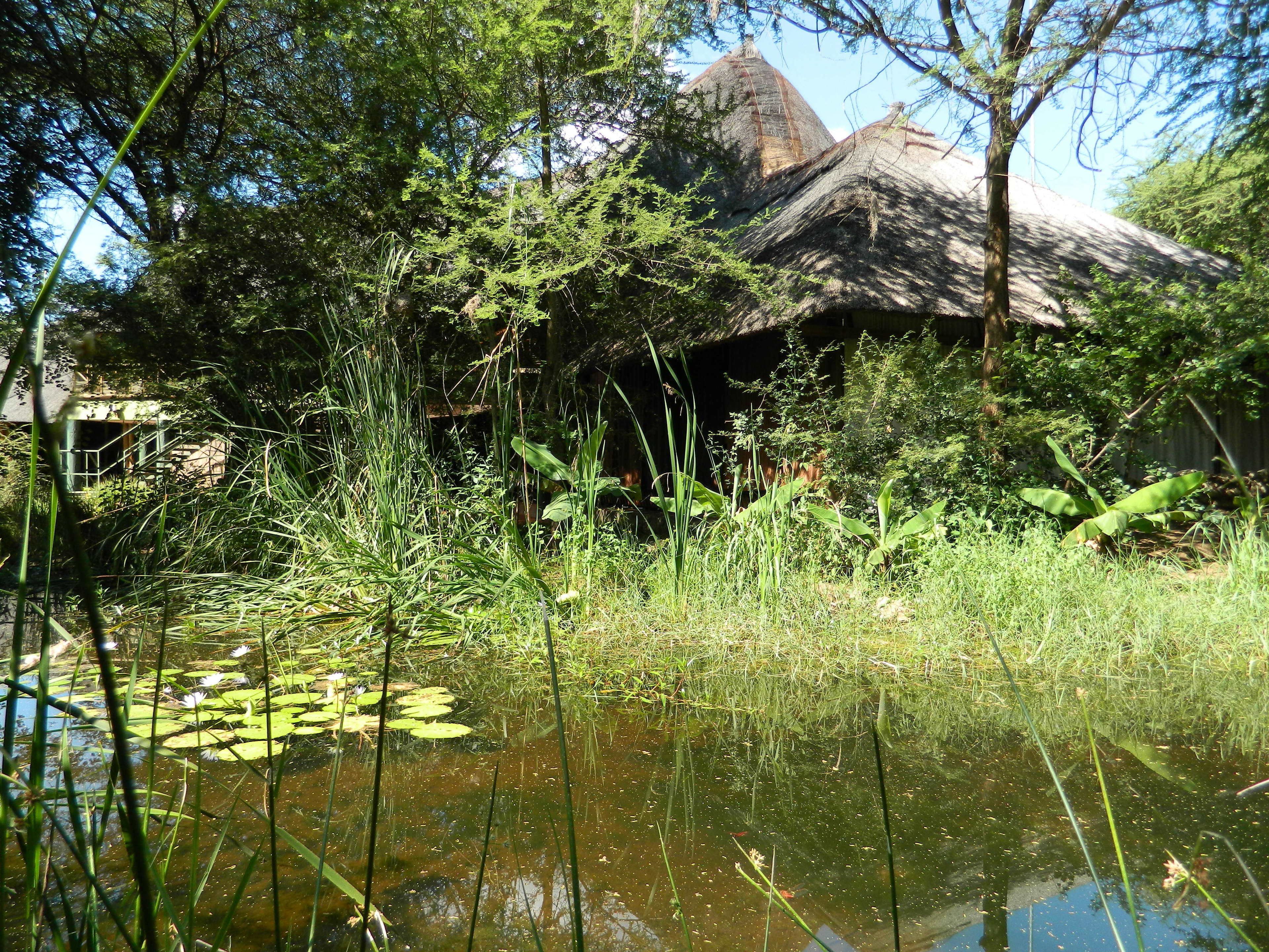 Une hutte au toit de chaume, entourée d’une végétation luxuriante et bordée d’un étang où flottent des nénuphars.