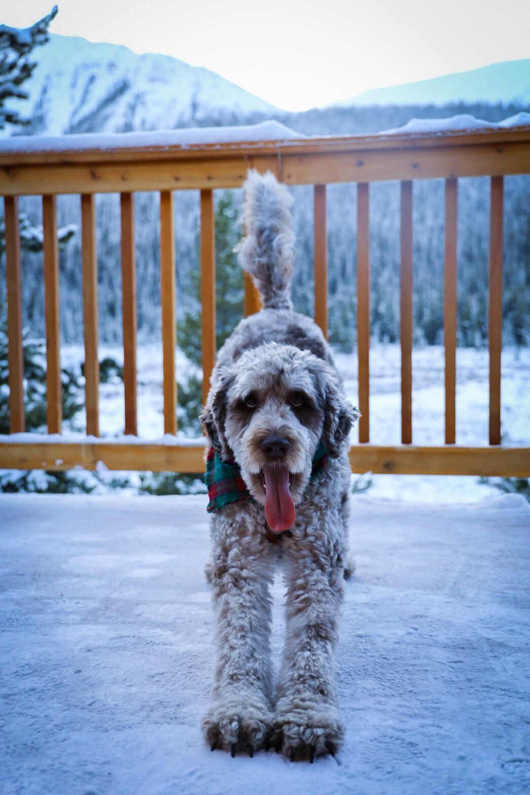 Ein Hund steht auf einer Holzdielen-Terrasse mit schneebedecktem Boden und Bäumen im Hintergrund.