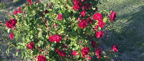 Aire de jeux - extérieure