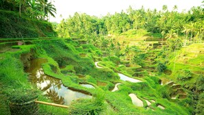 Terraced rice fields with water channels, surrounded by lush greenery and palm trees. - Capung Sakti Villas – By Fair Future Foundation (Ubud)