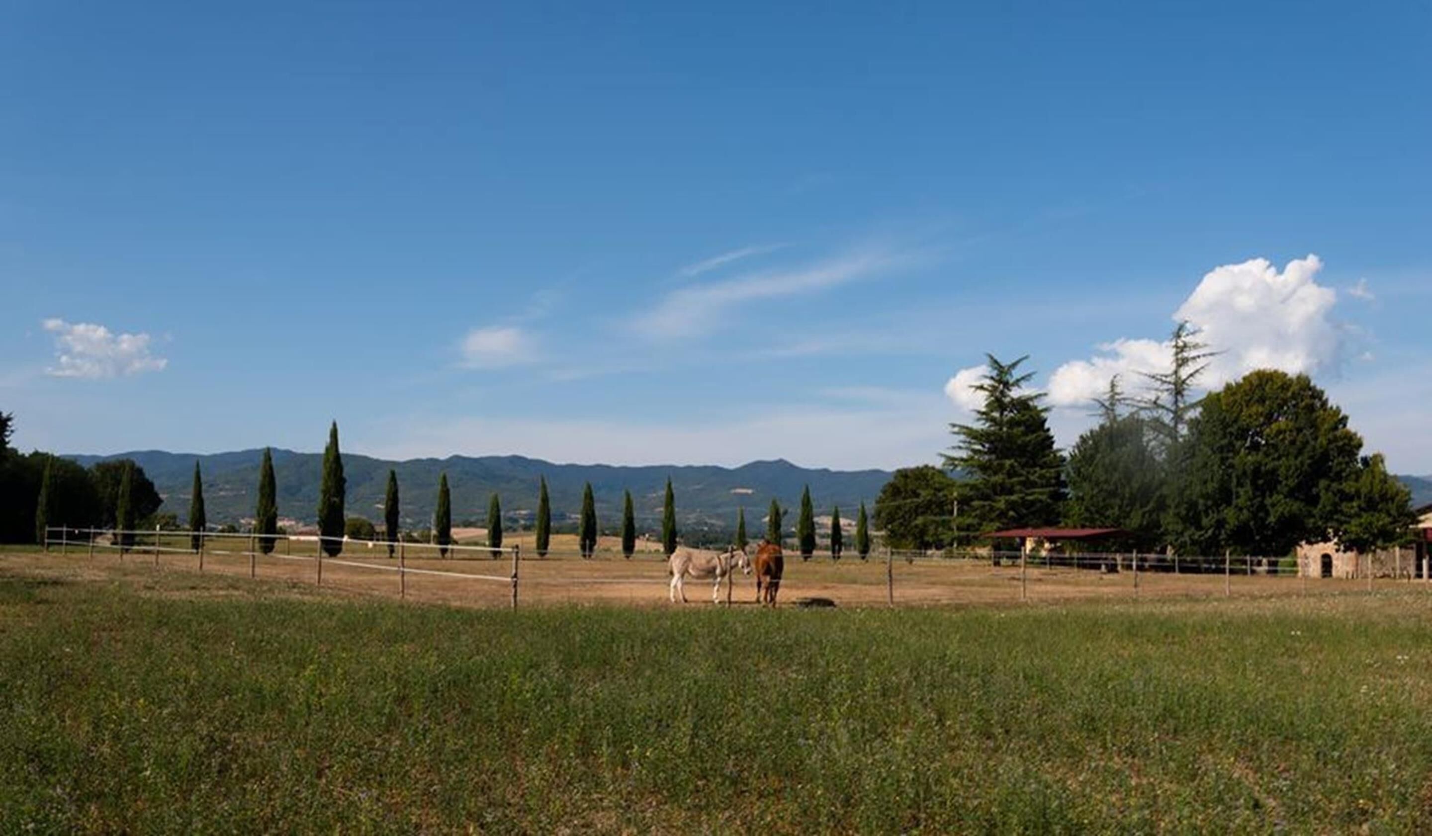 A rural landscape with a fenced field, a few cows, and distant mountains under a clear sky.