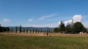 A rural landscape with a fenced field, a few cows, and distant mountains under a clear sky.