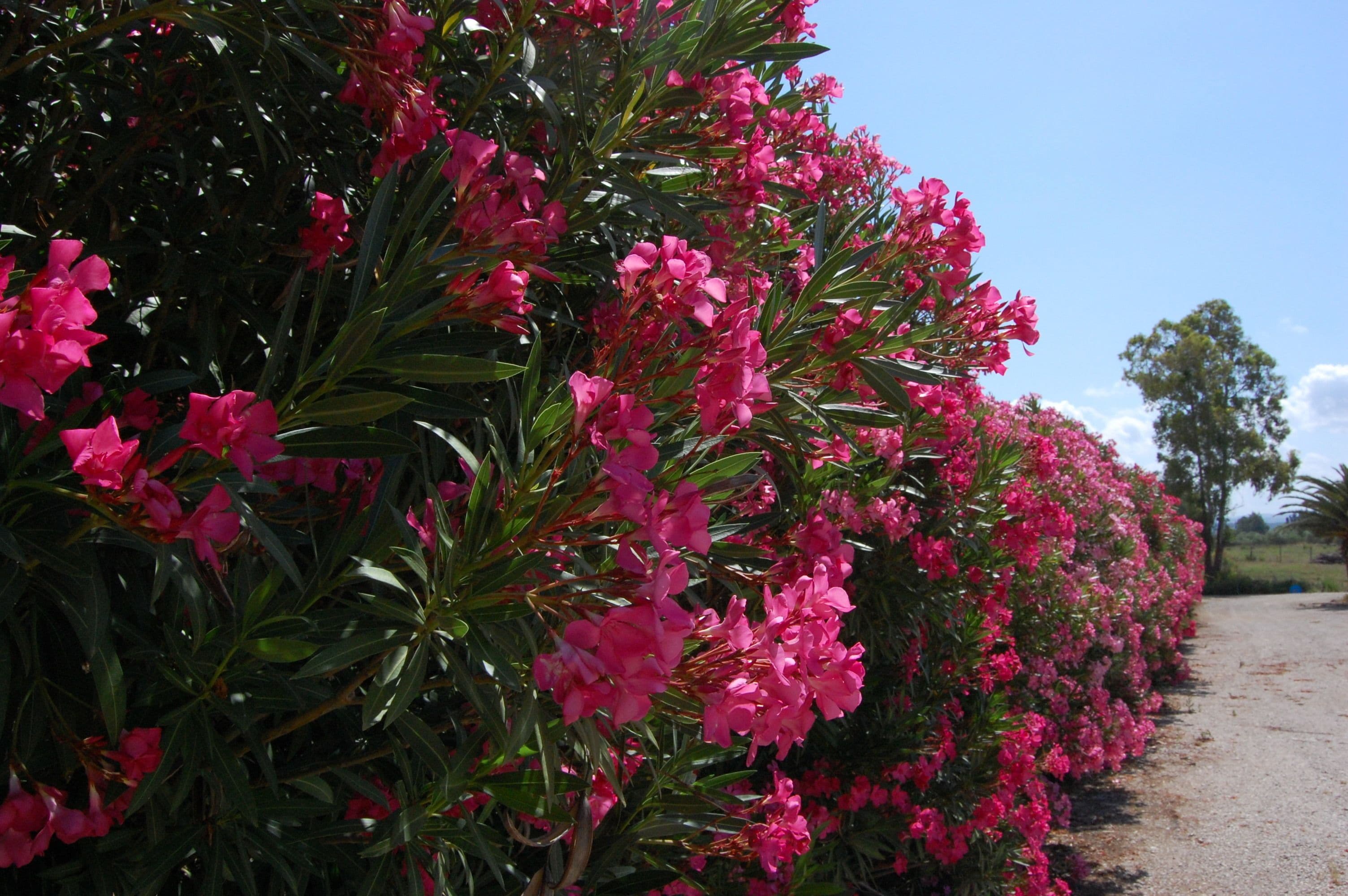 Photo - Agriturismo I Vigneti