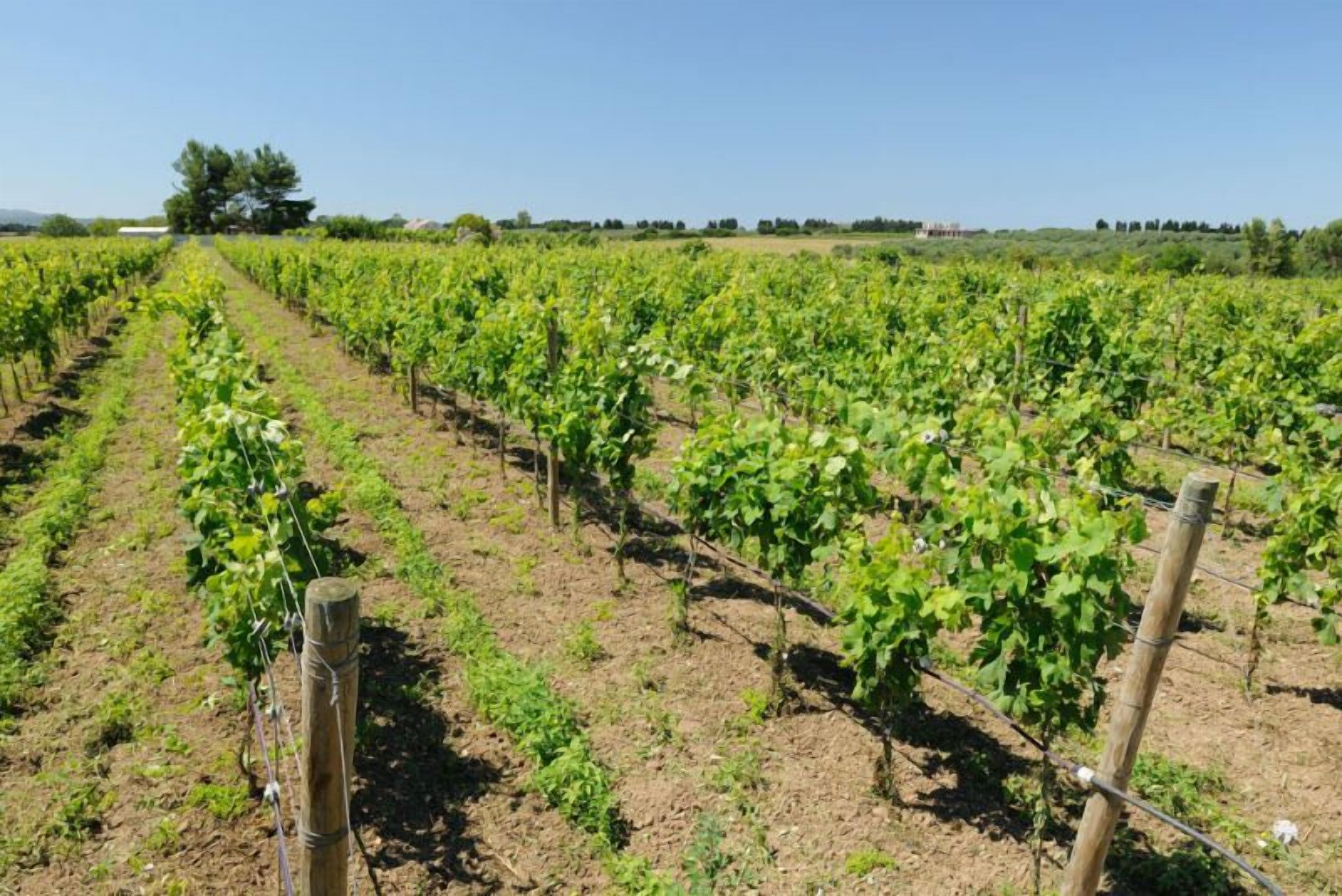 Photo - Agriturismo I Vigneti