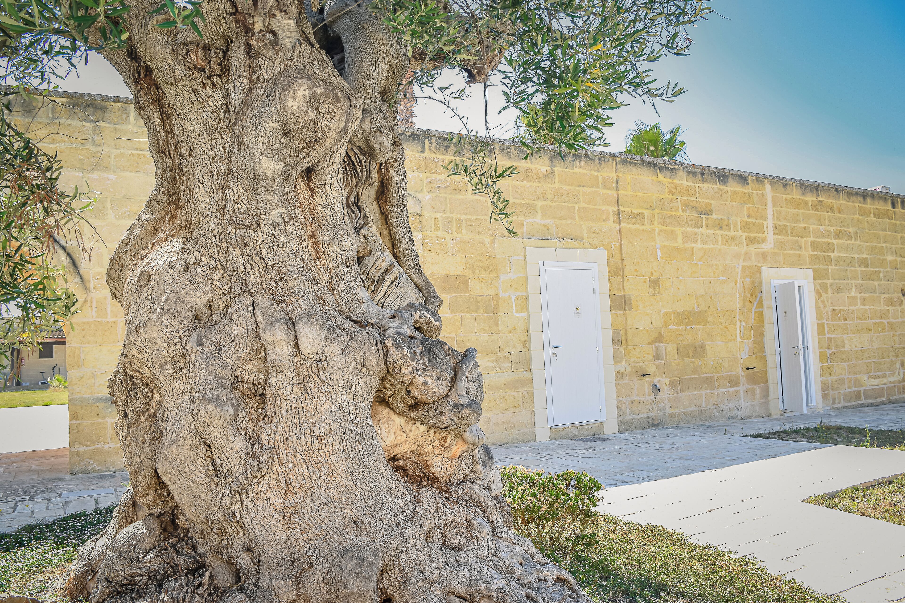 Ein großer Baum mit rauer Rinde vor einem Steinhaus mit zwei weißen Türen.