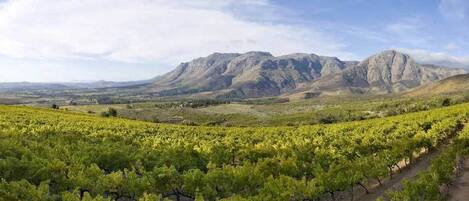 A vineyard with rows of grapevines and a mountainous backdrop.
