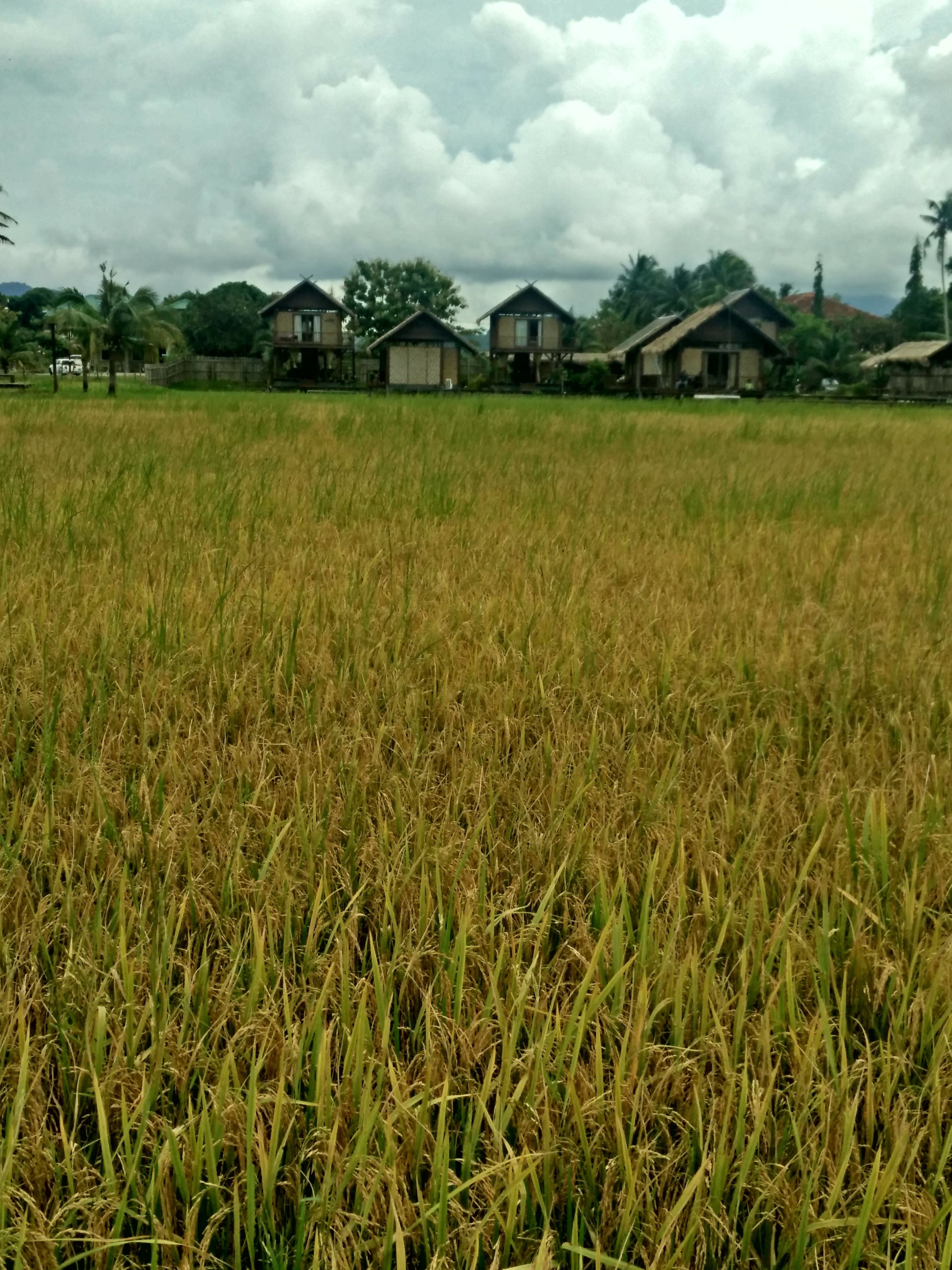 Photo - The Gemalai Village