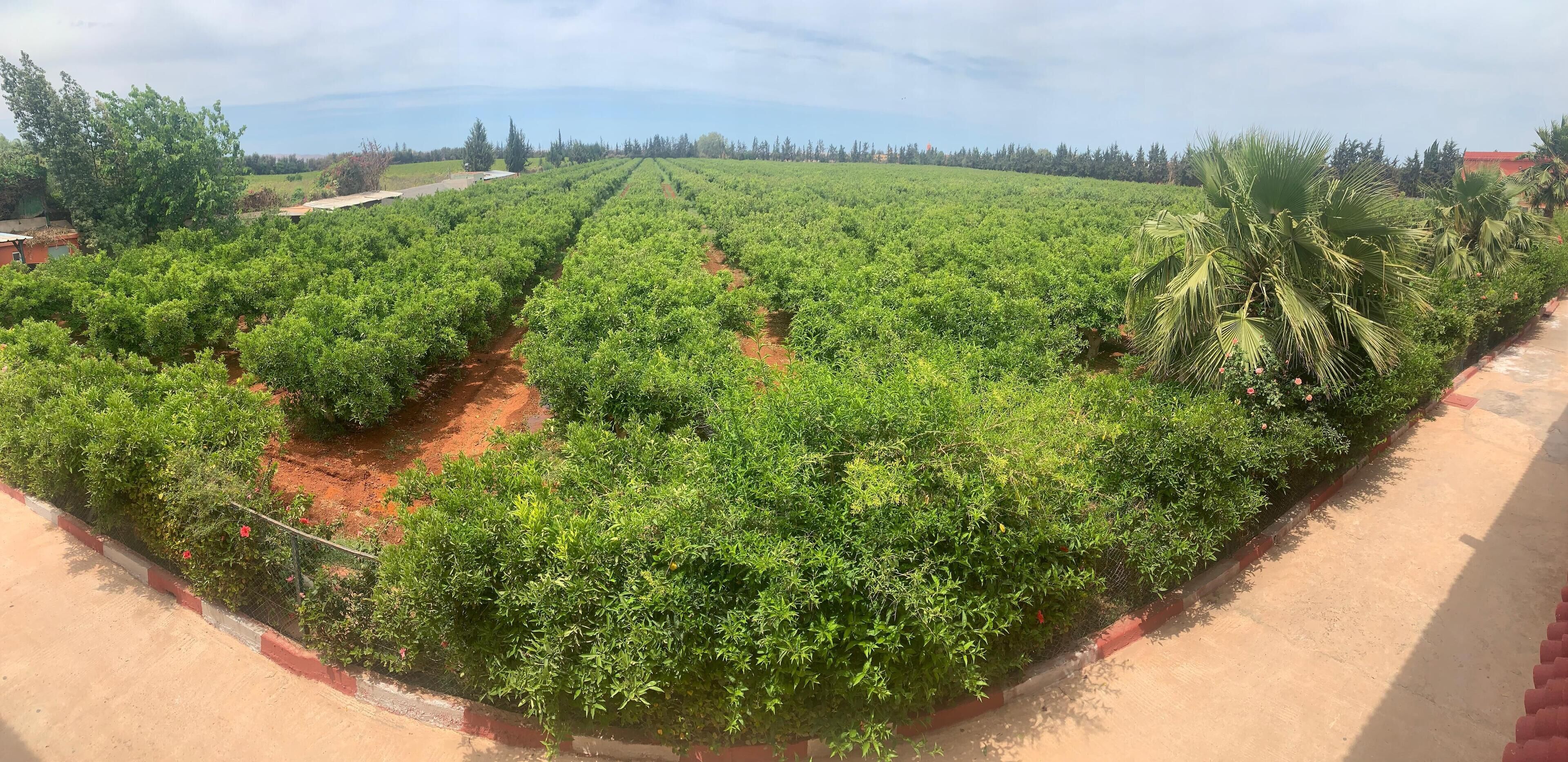 A vineyard with rows of grapevines.