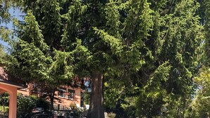 Un área pavimentada con un gran logotipo circular, un árbol y un edificio al fondo.