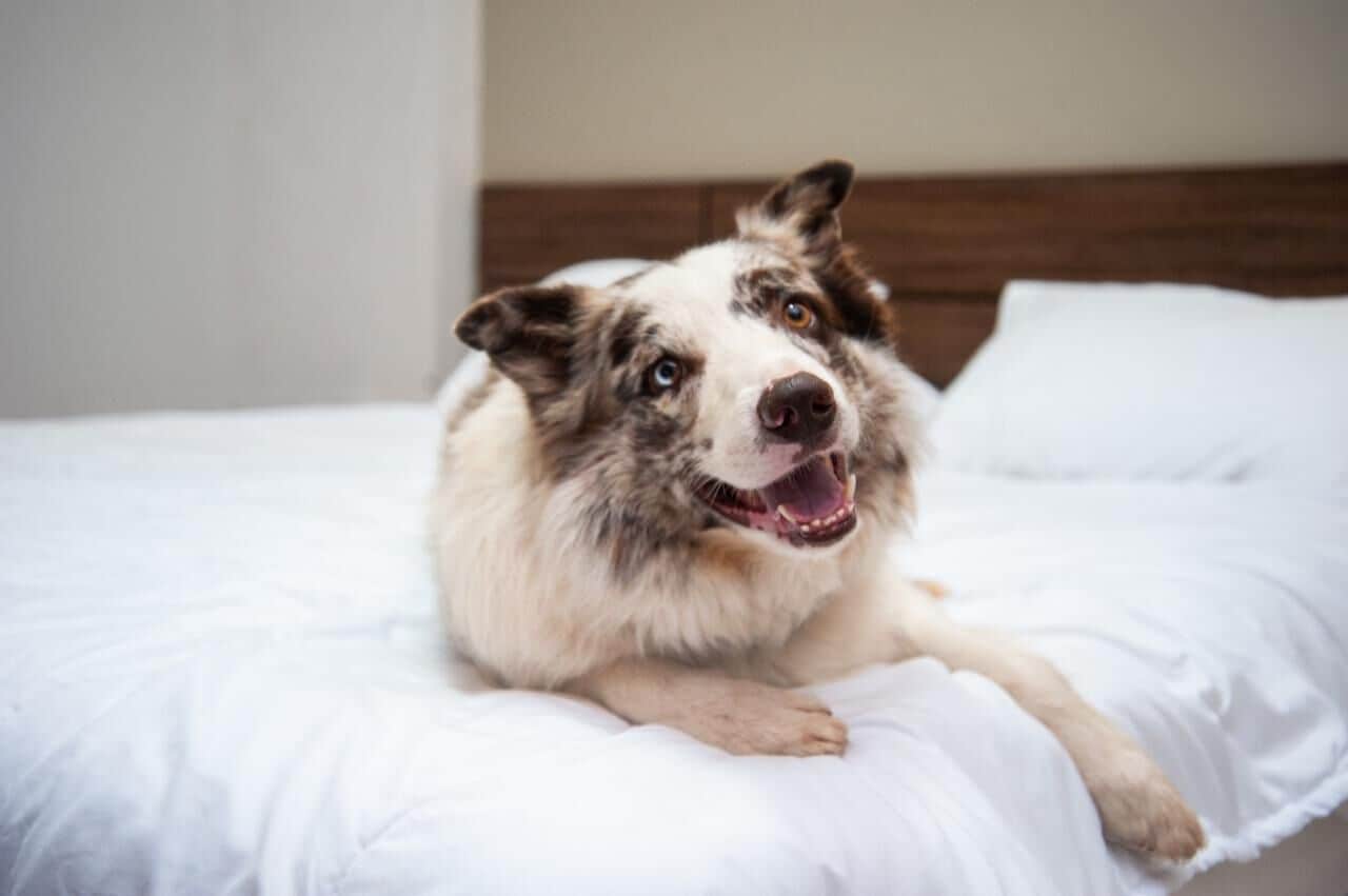 Un perro acostado sobre una cama con ropa blanca y un cabecero de madera.