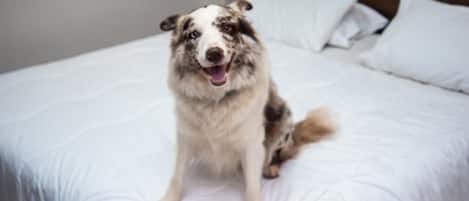 A dog sitting on a bed with white bedding and pillows.