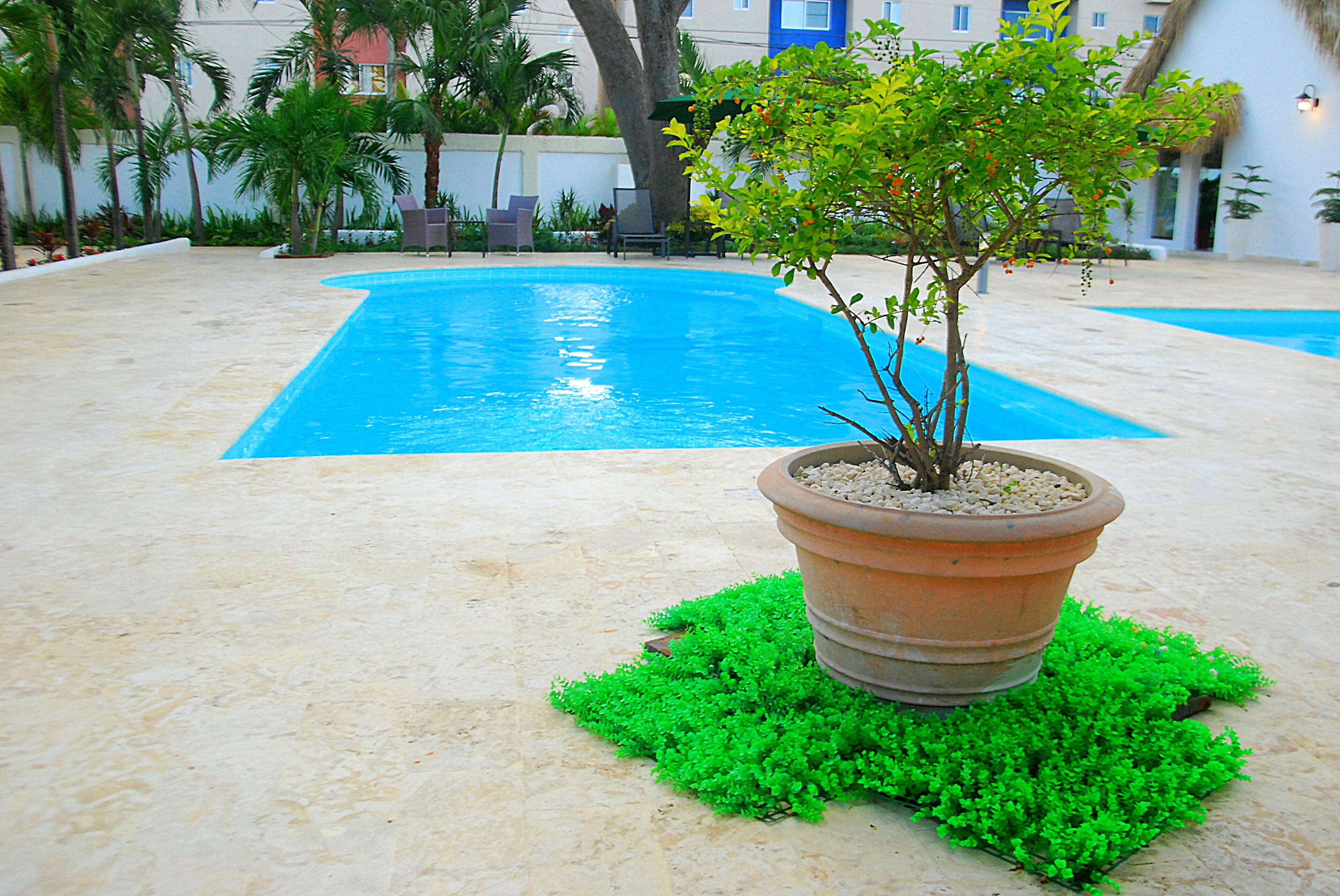 A swimming pool with a potted tree in the foreground.