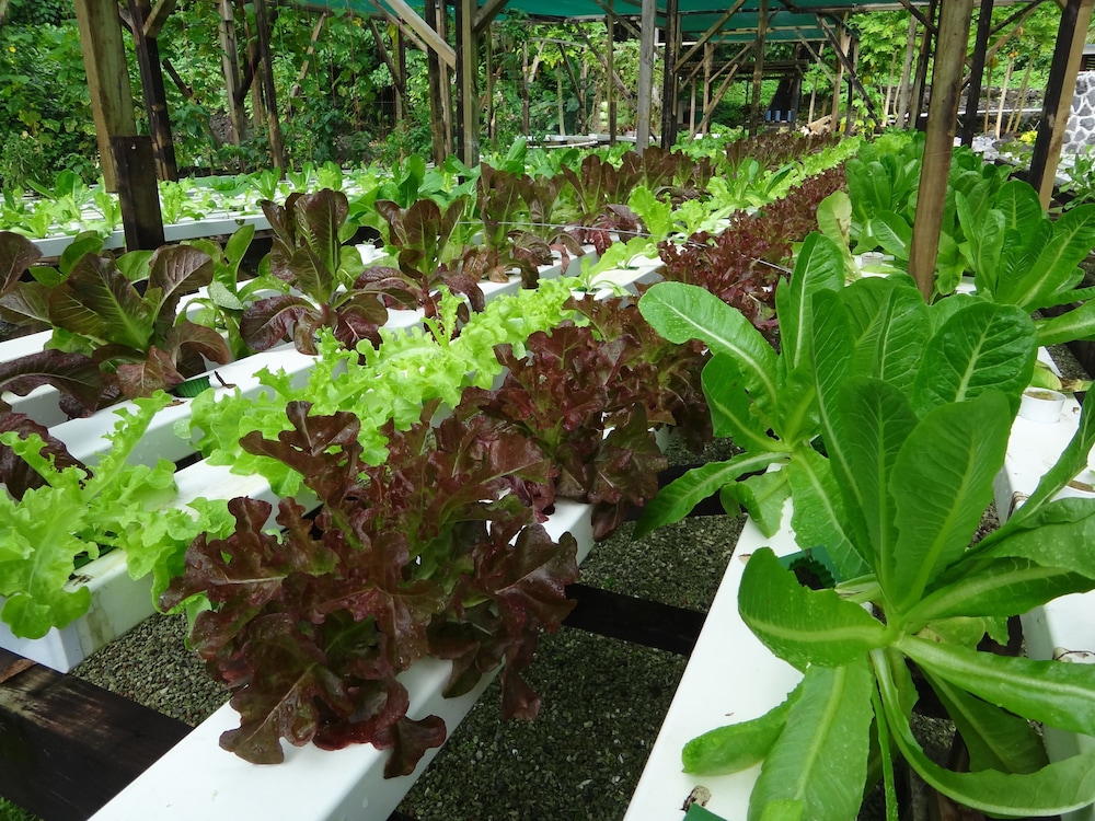 Aganoa Lodge Samoa by null