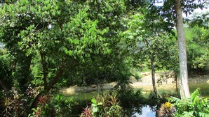 A natural landscape with a pond surrounded by dense foliage and trees. - Khao Sok Island Resort and Spa (Phanom)
