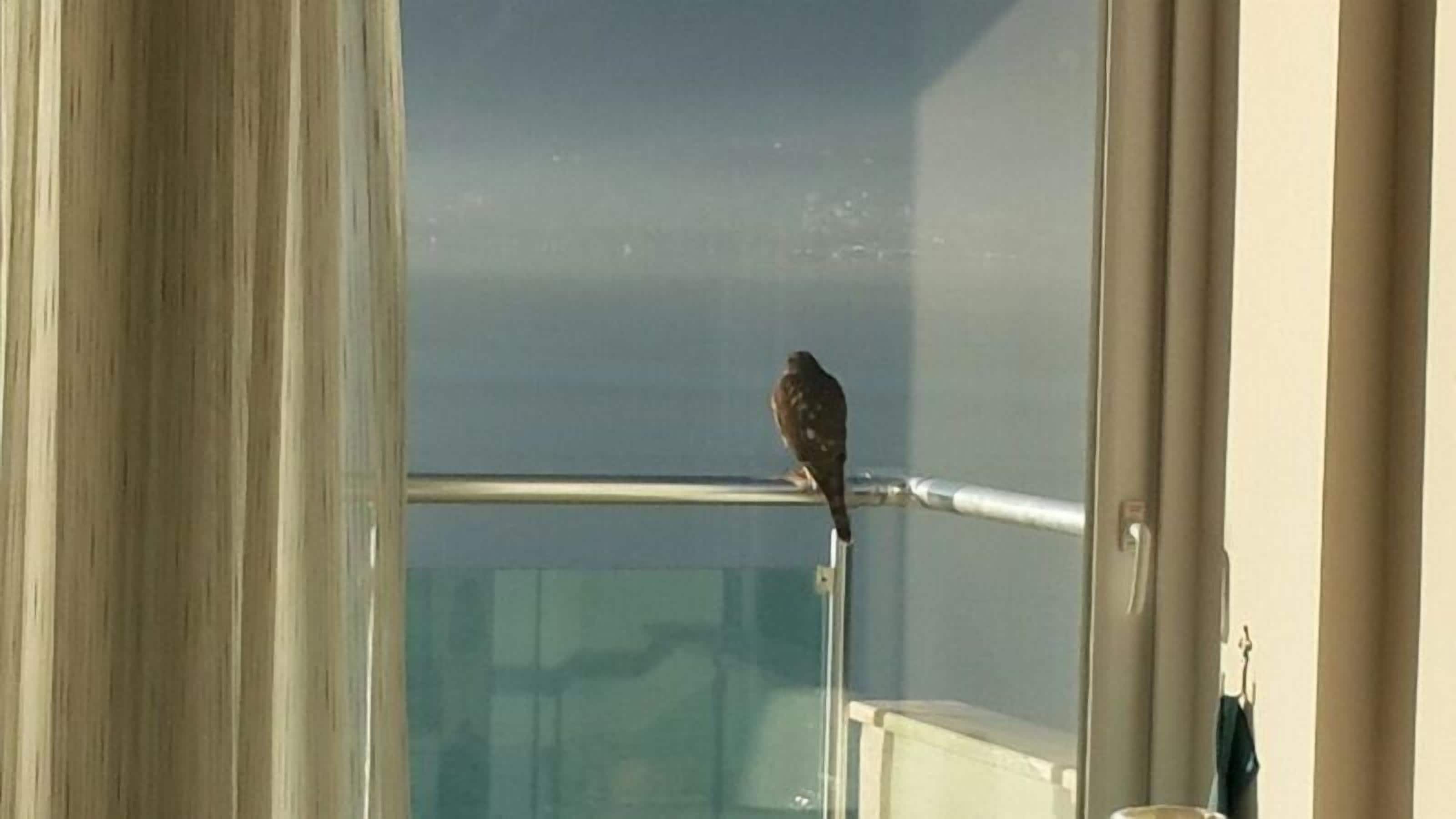 suite, sea view | view from room