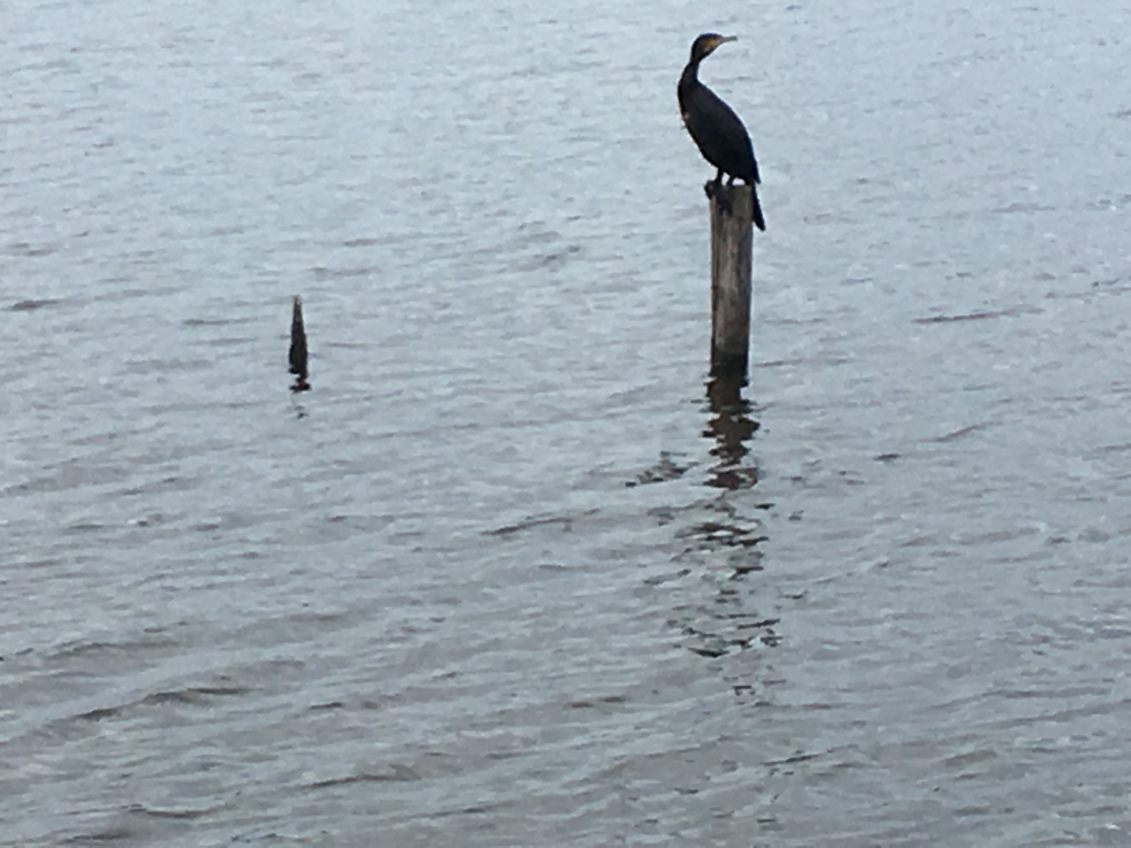 A bird perched on a post in a body of water.