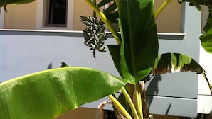 Garden - Olga's Paradise Hotel Apartments (Kos)