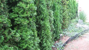 Una hilera densa de árboles de hoja perenne bordeando un sendero.